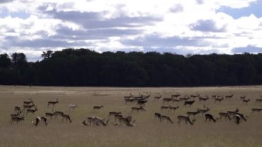 Geyik. Parkta geyik otlağı. Danimarka. Kopenhag.