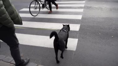 Köpek yolun kurallarına göre yolu geçer..