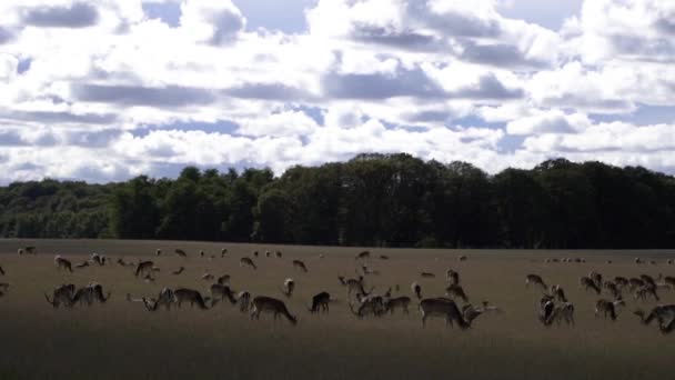 Deer Deer Pasture Park Denmark Copenhagen — Stock Video