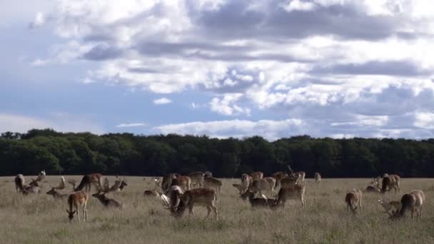 Ciervos Pastos Ciervos Parque Dinamarca Copenhague — Vídeo de stock
