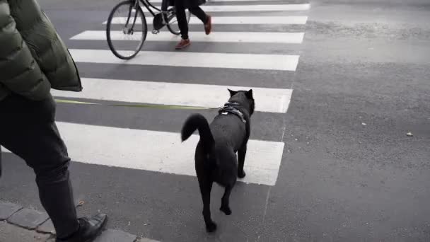 Anjing Itu Menyeberang Jalan Sesuai Dengan Aturan Jalan — Stok Video