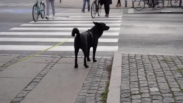 Anjing Itu Menyeberang Jalan Sesuai Dengan Aturan Jalan — Stok Video