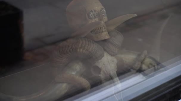 Scull Human Skull Lies Shop Window — Stock Video