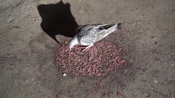 Keracunan Sebuah Burung Merpati Mematuk Burr Trotoar — Stok Video