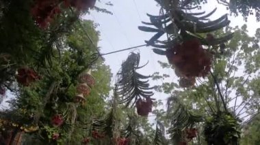 Bir park. Çeşitli çiçek ve bitkilerle park et..