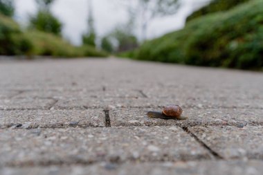 Snail. The snail crawls along the road.