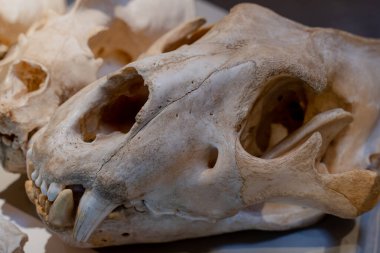 Skull of a wild animal. Fangs of an animal.