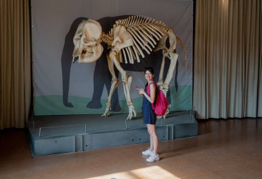 Skeleton. Elephant skeleton in full growth.