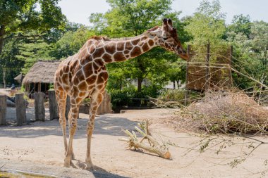 Deve. Deve yeşil bir çalı yiyor..