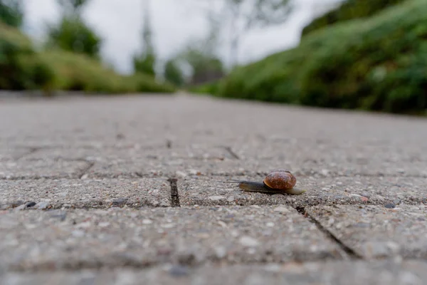 도로를 기어가는 달팽이 — 스톡 사진