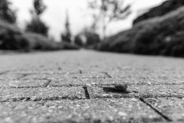 蜗牛沿着大路爬行 — 图库照片