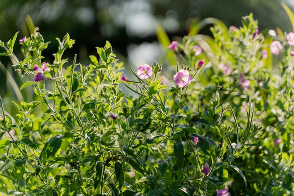 stock image Spring. A green flower is blooming.