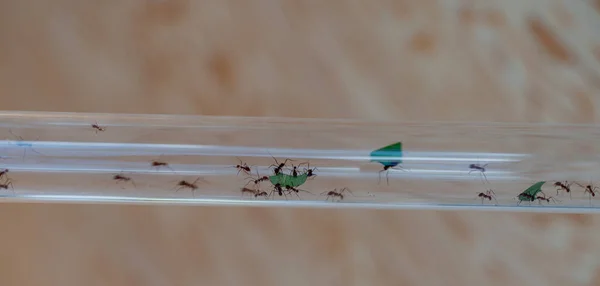 Böcekler Karıncalar Cam Bir Borunun Üzerinde Sürünüyor — Stok fotoğraf