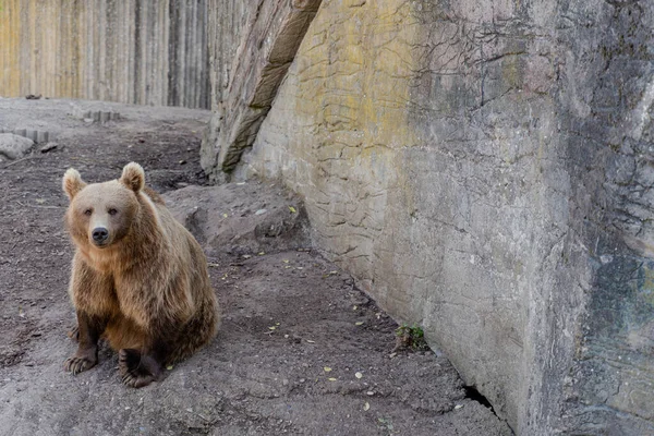 Die Bären Braunbärenfamilie — Stockfoto