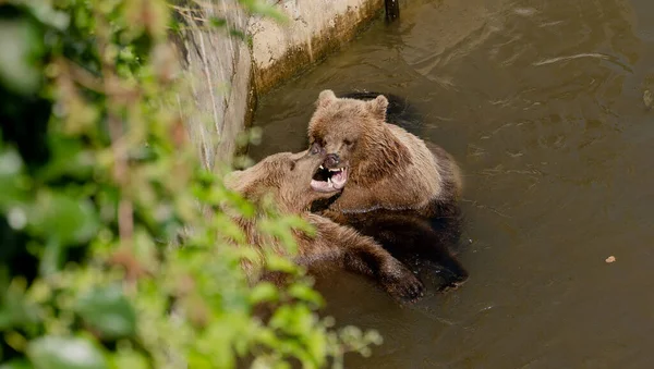 Medvědi Rodina Medvědů Hnědých — Stock fotografie