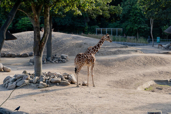 Giraffe. Giraffe in the zoo eats a tree bush.