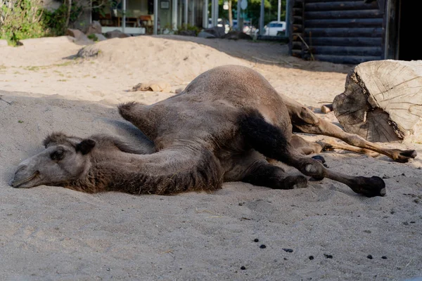 Camel Camel Lies Sand — Zdjęcie stockowe