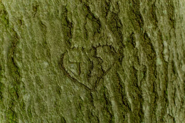 Καρδιά Ζωγραφίζοντας Μια Καρδιά Σκαλισμένη Στο Φλοιό Ενός Δέντρου — Φωτογραφία Αρχείου