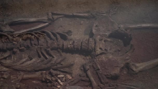 Arkeologiska Utgrävningar Kvarlevorna Ett Mänskligt Skelett — Stockvideo