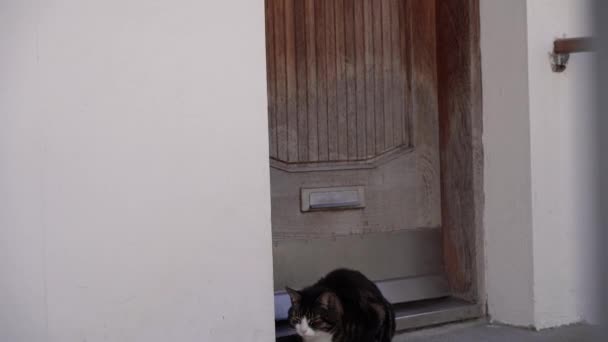 Кіт Спить Порозі Біля Вхідних Дверей — стокове відео