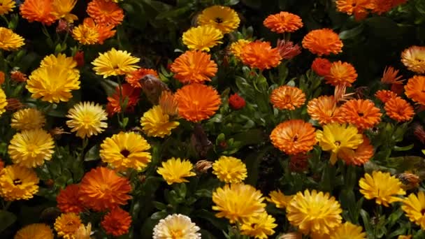 Πολλά Κίτρινα Πορτοκαλί Λουλούδια Στο Παρτέρι — Αρχείο Βίντεο