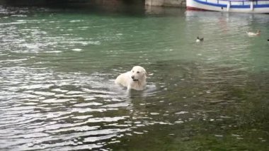 Köpek bir oyuncak için yüzer. Köpek denizde yüzer..
