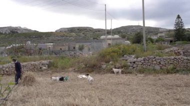 Malta. Bahçe. Bir erkek saman toplar..