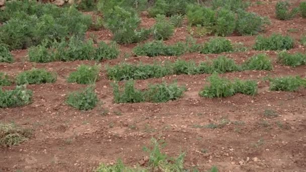 Мальта Растения Сад Овощными Кроватями — стоковое видео