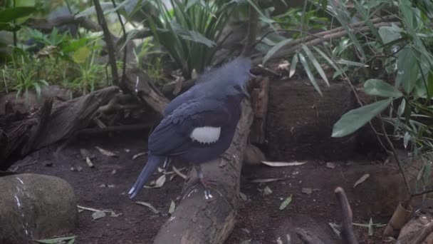 Dois Pássaros Azuis Fofos Com Suporte Tufo Uma Árvore Limpar — Vídeo de Stock