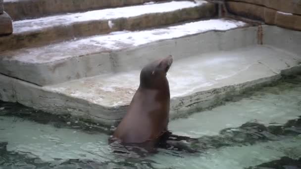 Pelzrobbe Zoo Die Robbe Stieg Aus Dem Wasser — Stockvideo