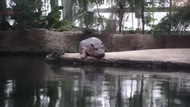 Ein Kleines Nilpferd Liegt Auf Einem Stein Und Ruht — Stockvideo