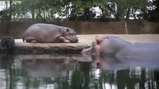 Grande Hipopótamo Guarda Sua Criança Pequeno Hipopótamo Está Sobre Uma — Vídeo de Stock