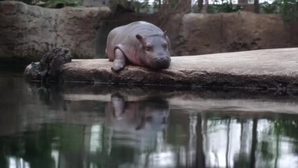 Een Kleine Nijlpaard Ligt Een Steen Rust — Stockvideo