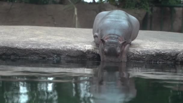 Een Kleine Nijlpaard Duikt Het Water — Stockvideo