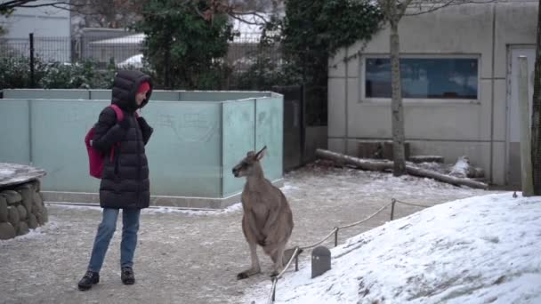 Ein Tourist Steht Neben Einem Känguru Zoo — Stockvideo