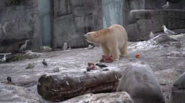 Tahta yapı. Penguen kafası. Yakın plan..
