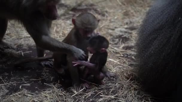 一只成年黑猩猩和她的孩子们玩耍 — 图库视频影像