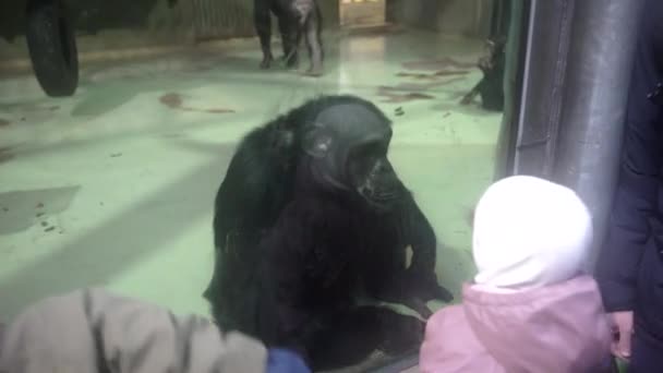 Children Wave Chimpanzees Glass — Stock Video