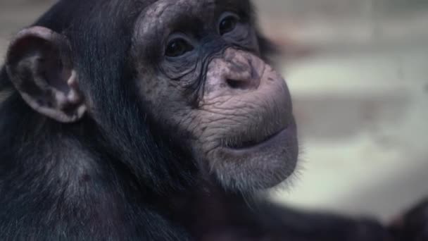 Ένας Χιμπατζής Παρακολουθεί Τους Ανθρώπους Μέσα Από Γυαλί Πίθηκοι Γκριμάτσες — Αρχείο Βίντεο