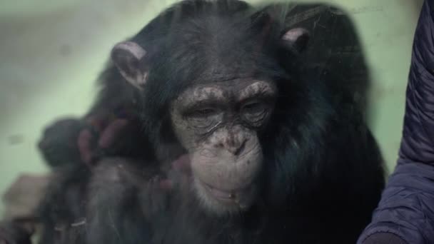 침팬지는 휴대폰으로 촬영됩니다 침팬지는 비디오를 보여줍니다 — 비디오