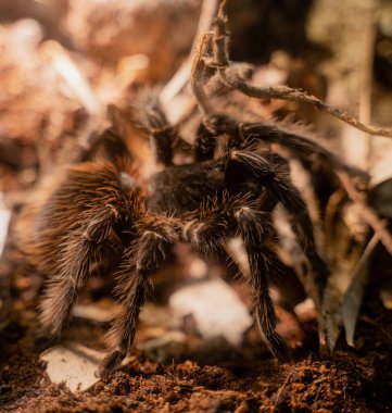Örümcek. Hareket etmeyen örümcek. Genel plan.
