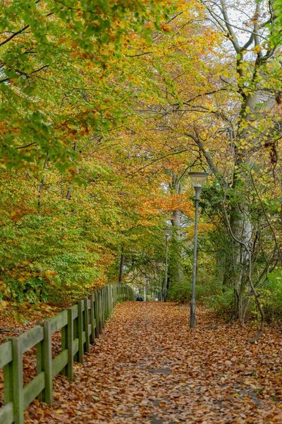 公園の秋に 木の上に黄色い葉 ストックフォト