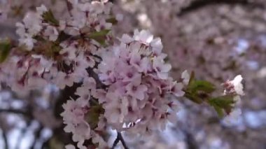 Baharda çiçek açan ağaçlar. Pembe çiçeklerdeki ağaçlar.