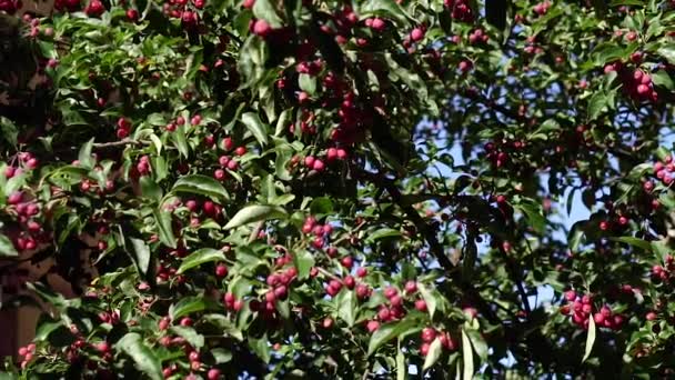 Kükreme Ağacı Rowan Şubeleri — Stok video