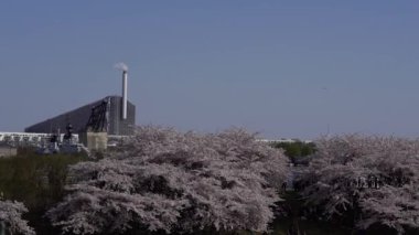 Yeşil enerji. Kopenhag 'daki fabrika. Çiçek açan ağaçların arka planında bacası tüten bir fabrika..