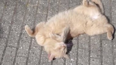 Kızıl kedi sırt üstü döner. Kedi neşeyle güneşin altında dönüp duruyor..