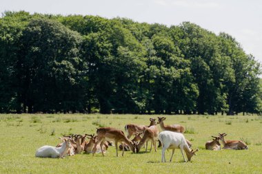 Geyiklerle park et. Geyik çayırda otluyor..