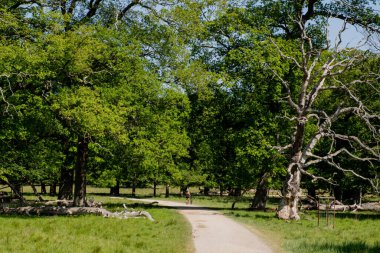 Bir bisikletçi yol boyunca bisikletiyle parkta yürür..