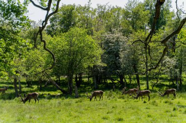 Geyiklerle park et. Geyik çayırda otluyor..