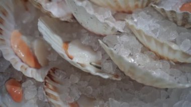 Deniz ürünleri. Buz kabukları birbiri üzerine konur..